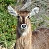 waterbuck54